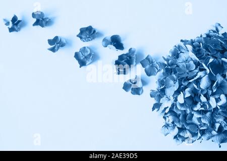 Bella blu petali di ortensie. Vista dall'alto. Sfondo giallo. Foto Stock