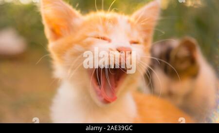 Lo zenzero delizioso gattino ampiamente sbadigli, dolce pet peloso closeup ritratto, carino gattino divertirsi nel giardino estivo. Foto Stock