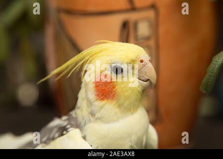 Corella parrot con le guance rosse e le piume lungo Foto Stock