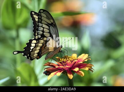 Primo piano della coda di rondine gigante farfalla ( Papilio cresphontes) alimentare il nettare da Zinnia fiore nel giardino canadese. Foto Stock