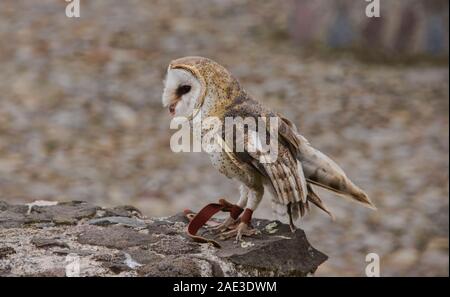 Il barbagianni (Tyto alba), Parque Condor, Otavalo, Ecuador Foto Stock