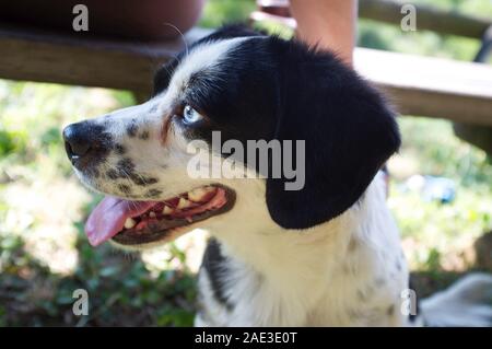 Close-up di bella in bianco e nero cucciolo di cane pastore con gli occhi blu Foto Stock