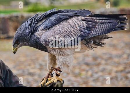 Nero-chested buzzard eagle (Geranoaetus melanoleucus), Parque Condor, Otavalo, Ecuador Foto Stock
