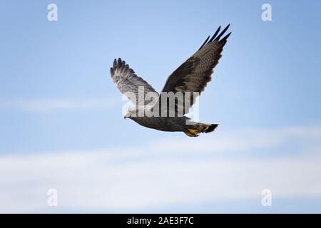 Variabile Falkland Hawk in volo (Bunto Polyosoma) sull isola di ghiaia nelle Isole Falkland (Islas Malvinas).