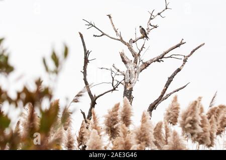 Falco pellegrino arroccato in albero morto snag in Salt Marsh habitat Foto Stock