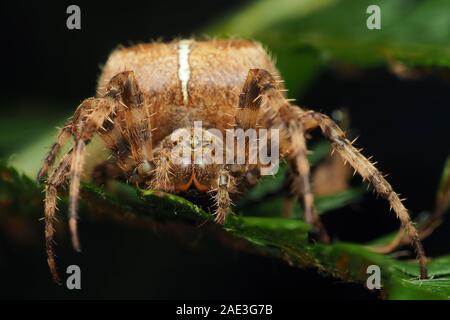 Giardino spider (Araneus diadematus) seduto sul fern. Tipperary, Irlanda Foto Stock