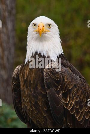 Aquila calva (Haliaeetus leucocephalus), Parque Condor, Otavalo, Ecuador Foto Stock