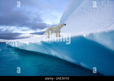 Orso polare (Ursus maritimus) su un iceberg nel fiordo di nord-ovest nella parte orientale della Groenlandia. Foto Stock