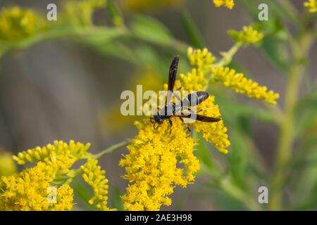 Carta settentrionale Wasp su oro fiori in estate Foto Stock