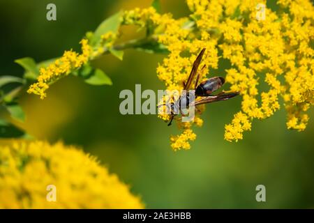 Carta settentrionale Wasp su oro fiori in estate Foto Stock