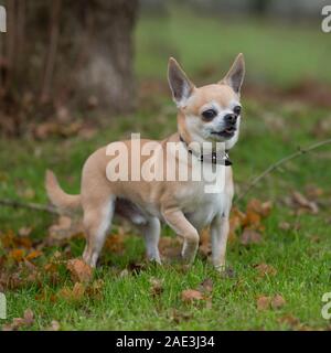 Chihuahua di rivestimento liscio Foto Stock