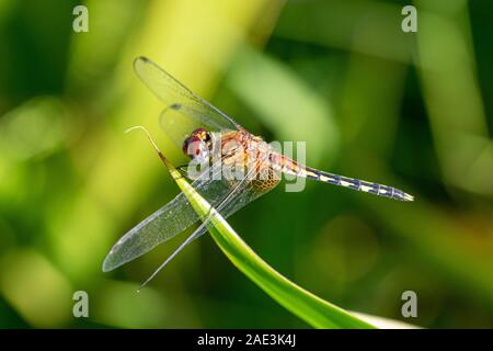 Nastrare groundling dragonfly (Brachythemis leucosticta) appoggiato su un ramo ramoscello, Entebbe, Uganda Foto Stock