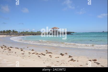 La vita in paradiso, Puerto Villamil Beach, Isla Isabela, Isole Galapagos, Ecuador Foto Stock