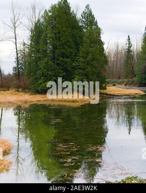 Questa zona umida è un habitat protetto per le tartarughe dipinte occidentali nel lago Errock, Mission, British Columbia, Canada Foto Stock