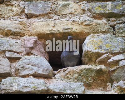 Il piccione domestico animale in un foro nel muro di pietra Foto Stock