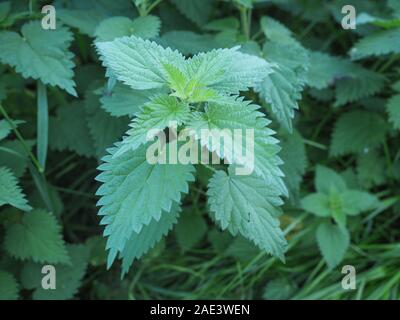 Ortica (Urtica dioica) aka ortica pianta Foto Stock