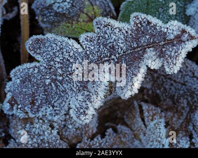 Il pupazzo di neve caduti foglia di quercia con cristalli di ghiaccio sul terreno con altre foglie in un legno Foto Stock