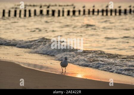 Un gabbiano passeggiate sulla spiaggia sulla costa del Mar Baltico a Mielno, Polonia 2019. Foto Stock