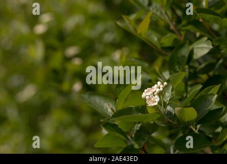 Blooming Chokeberry nero, Aronia melanocarpa fiori e foglie verdi Foto Stock