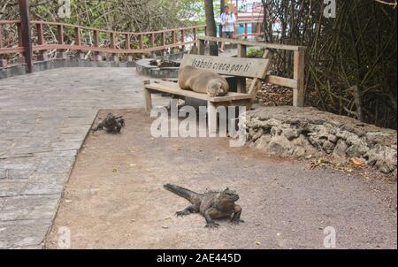 Le Galapagos Sea Lion e iguane marine poltrire, Isla Isabela, Isole Galapagos, Ecuador Foto Stock