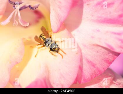 Wasp Giallo su giallo, rosa gladiolus fiore vicino fino in giardino Foto Stock