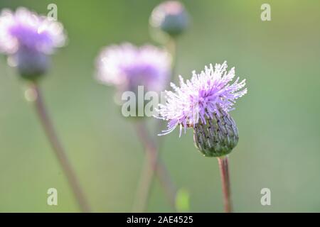 Carthamus lanatus è una specie di thistle noto come nebulose conocchia thistle, roverella safflow o zafferano thistle Foto Stock