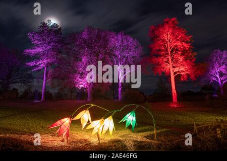 RHS Wisley, Surrey, Regno Unito. RHS Gardens Winter Glow 2019. Il 6 dicembre 2019. Anteprima del sentiero incantevole con luce scintillante installazioni intorno a tema Le quattro stagioni - dalla primavera narcisi lungo il canale Jellicoe al bucaneve su sette acri di terreno. Una selezione di Wisley più amati alberi illuminati e una spettacolare vista del laboratorio iconico tutto illuminato durante la stagione delle feste dal 7 dicembre 2019 - 5 gennaio 2020. Il ticketed evento ha venduto fuori in anticipo per il mese di dicembre. Credito: Malcolm Park/Alamy Live News. Foto Stock