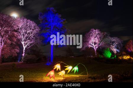 RHS Wisley, Surrey, Regno Unito. RHS Gardens Winter Glow 2019. Il 6 dicembre 2019. Anteprima del sentiero incantevole con luce scintillante installazioni intorno a tema Le quattro stagioni - dalla primavera narcisi lungo il canale Jellicoe al bucaneve su sette acri di terreno. Una selezione di Wisley più amati alberi illuminati e una spettacolare vista del laboratorio iconico tutto illuminato durante la stagione delle feste dal 7 dicembre 2019 - 5 gennaio 2020. Il ticketed evento ha venduto fuori in anticipo per il mese di dicembre. Credito: Malcolm Park/Alamy Live News. Foto Stock