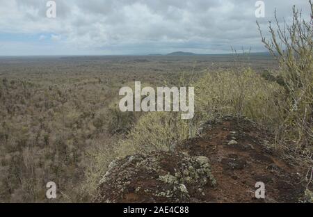 Alberi coperti da licheni vicino Las Lagrimas, Isla Isabela, Isole Galapagos, Ecuador Foto Stock