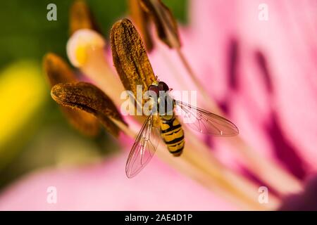 Hoverfly in fiore Foto Stock