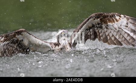 Un osprey nel profondo dell'acqua fino al collo, venti sono fuori tesa come le immersioni per i pesci Foto Stock