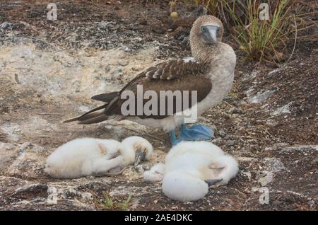 Blu-footed booby (Sula nebouxii) madre e neonati, Isole Galapagos, Ecuador Foto Stock
