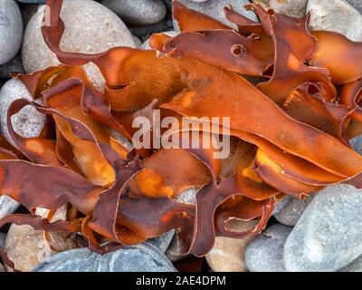 Fronde di alghe colorate giacente su grigio spiaggia ghiaiosa, Scotland, Regno Unito Foto Stock