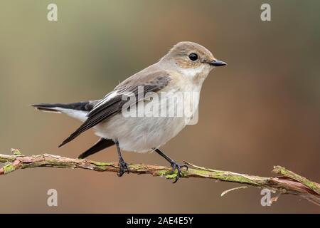 Flycatcher (Ficedula hypoleuca) con piumaggio invernale appollaiato sul suo pesce persico Foto Stock