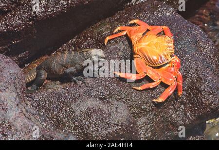 Sally Lightfoot crab incontra marine iguana, Isla Santa Cruz, Isole Galapagos, Ecuador Foto Stock