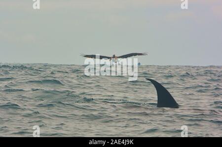 Giant manta ray pinna e pelican vicino a Isla Isabela, Isole Galapagos, Ecuador Foto Stock