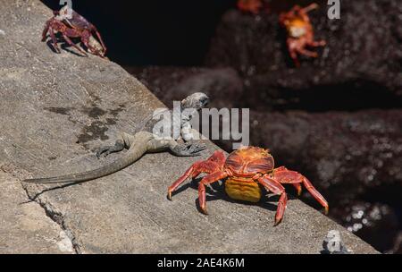 Sally Lightfoot crab e iguane marine, Isla Santa Cruz, Isole Galapagos, Ecuador Foto Stock