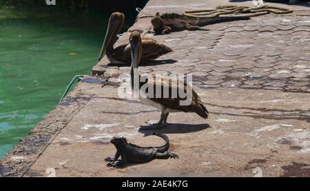 Brown pellicani (Pelecanus occidentalis), Isla Santa Cruz, Isole Galapagos, Ecuador Foto Stock