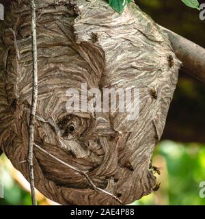 Grande hive nel ramo di albero coperto con api Foto Stock