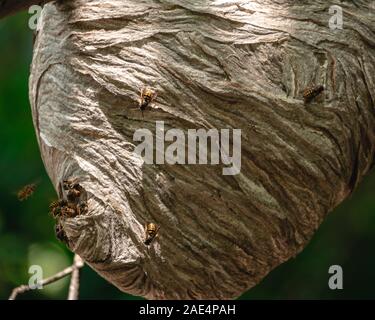 Carta di grandi dimensioni il nido in alberi coperti di api Foto Stock