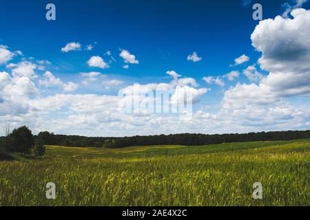 Una prateria di erba e campo di mais in un giorno di estate in Michigan Foto Stock