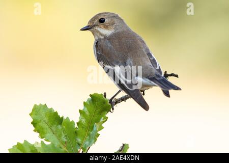 Flycatchers (Ficedula hypoleuca) appollaiato sul suo appendiabiti Foto Stock