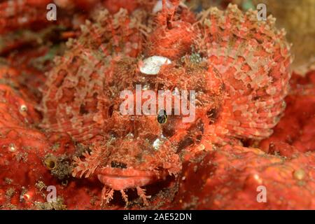 Tassled scorfani, Scorpaenopsis oxycephala, Tulamben, Bali, Indonesia Foto Stock