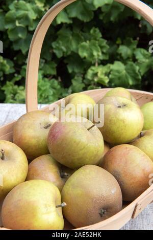 Malus domestica - close-up di raccolte Ashmead del kernel mele biologiche in trug Foto Stock