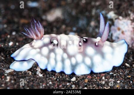 Nudibranch bitorzoluto, Goniobranchus hintuanensis, Tulamben, Bali, Indonesia Foto Stock