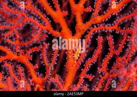 Granseola, xenocarcinus sp., xenocarcinus, mimetizzata su un rosso seafan, Tulamben, Bali, Indonesia Foto Stock