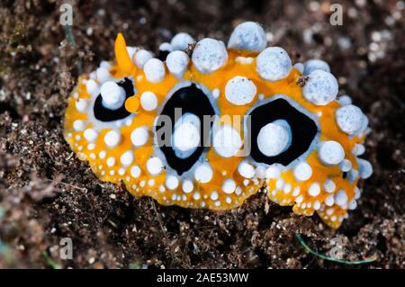 Nudibranch, ocellated phyllidia, Phyllidia ocellata, Tulamben, Bali, Indonesia Foto Stock