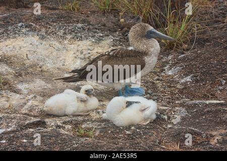 Blu-footed booby (Sula nebouxii) Madre veglia i suoi pulcini, Isole Galapagos, Ecuador Foto Stock