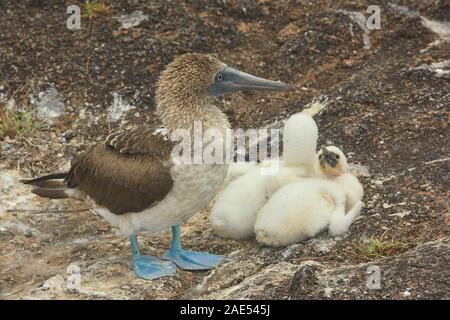 Blu-footed booby (Sula nebouxii) Madre veglia i suoi pulcini, Isole Galapagos, Ecuador Foto Stock