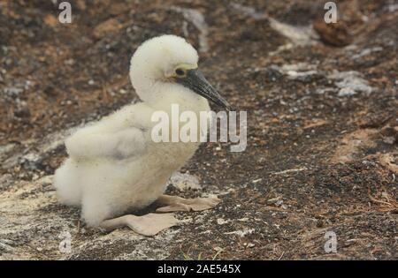 Blu-footed booby (Sula nebouxii) pulcino, Isole Galapagos, Ecuador Foto Stock